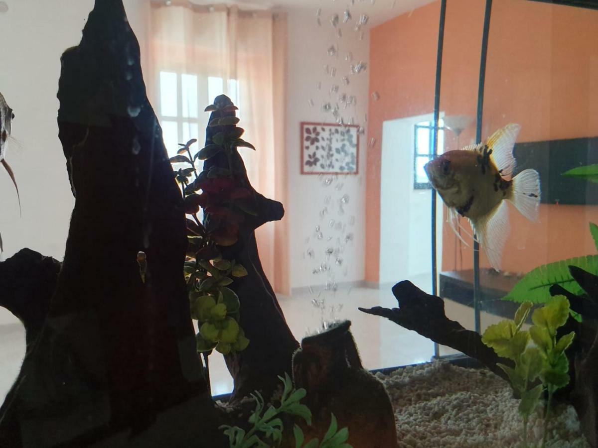 مبيت وإفطار كامبومارينو Il Casale Di Zi'Leo المظهر الخارجي الصورة